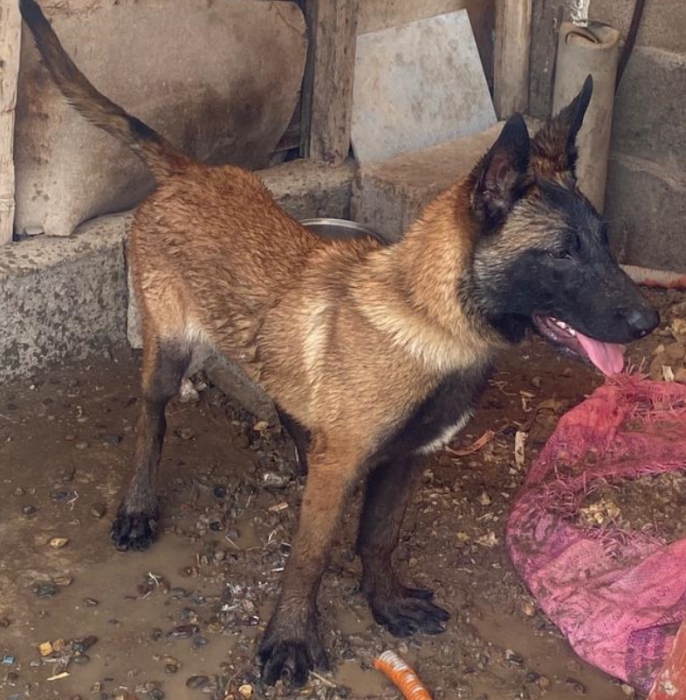 Malinois female ♀ 4mois
