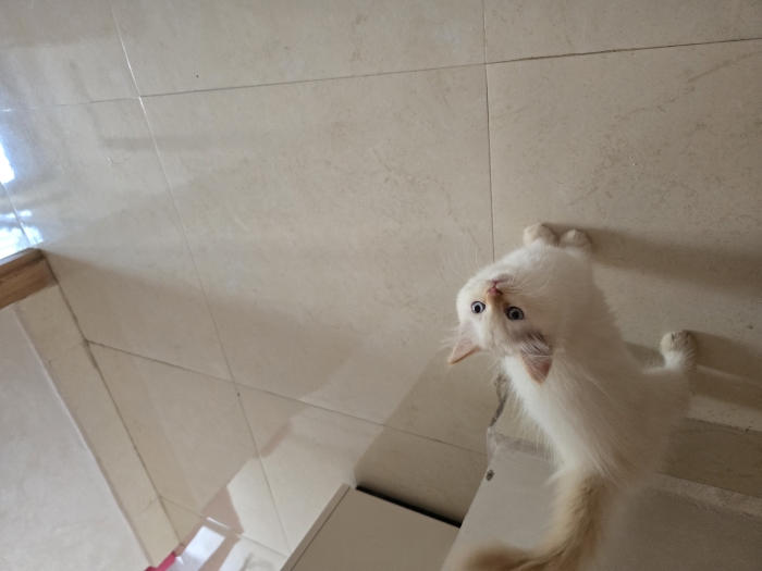 chaton persan moonface