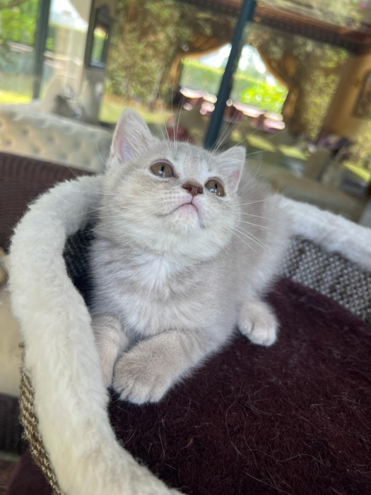 British shorthair femelle