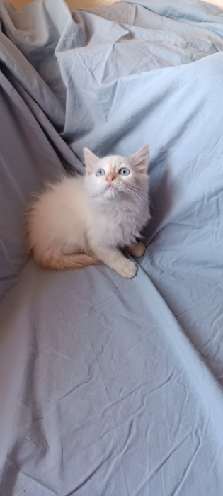 Sacré de birmanie chaton