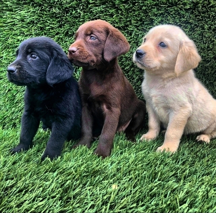 Labrador Chocolat 🍫