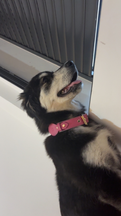 Gobrien pour adopter