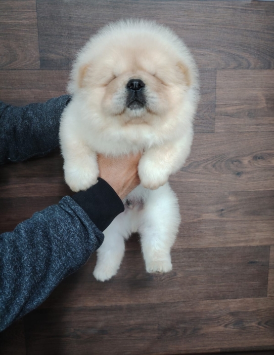 Chow Chow