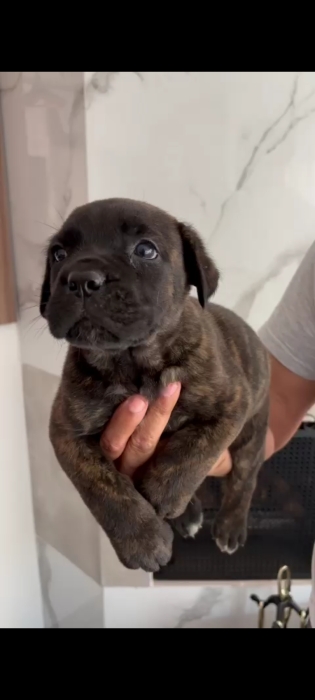 Cane Corso 🇮🇹