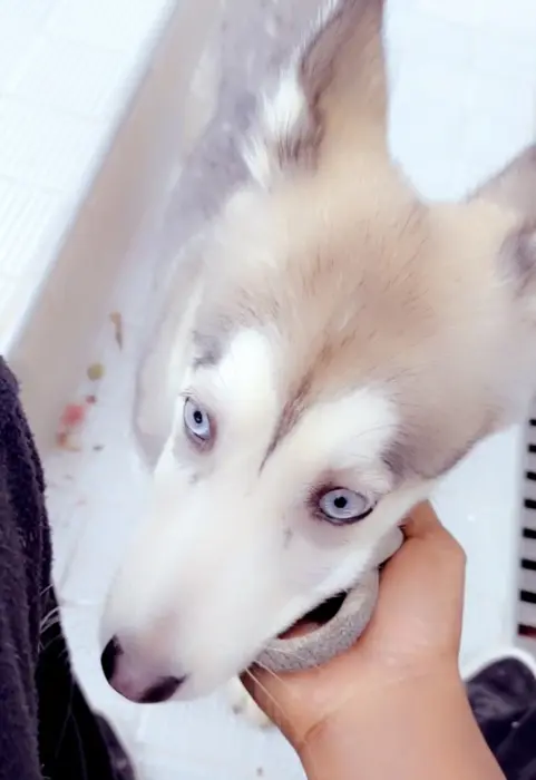 Husky