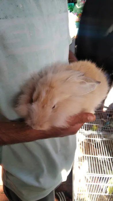 lapins nain angora