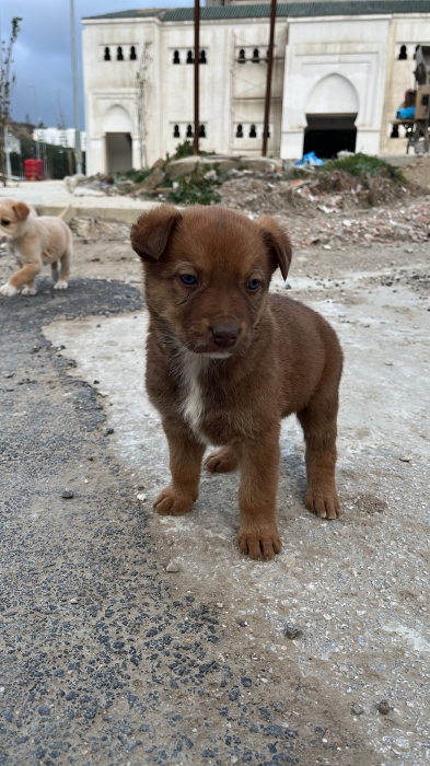 7 petits chiots sans-abri à adopter