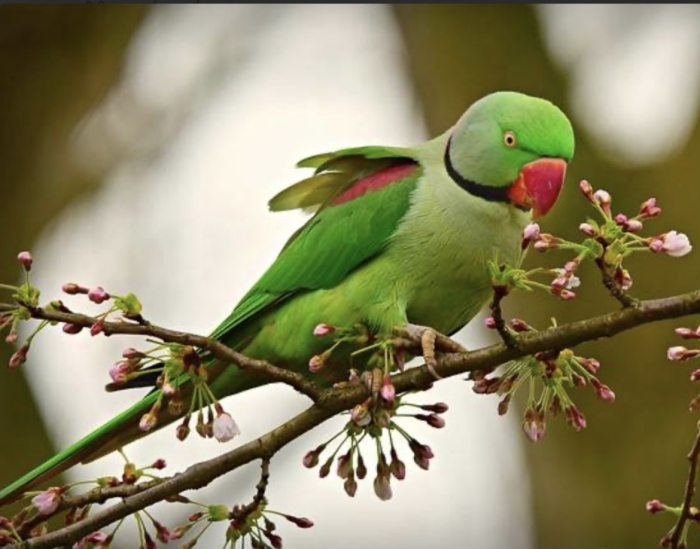 Perroquet alexandrine