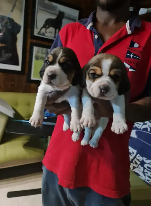 Disponibles magnifiques chiots beagle