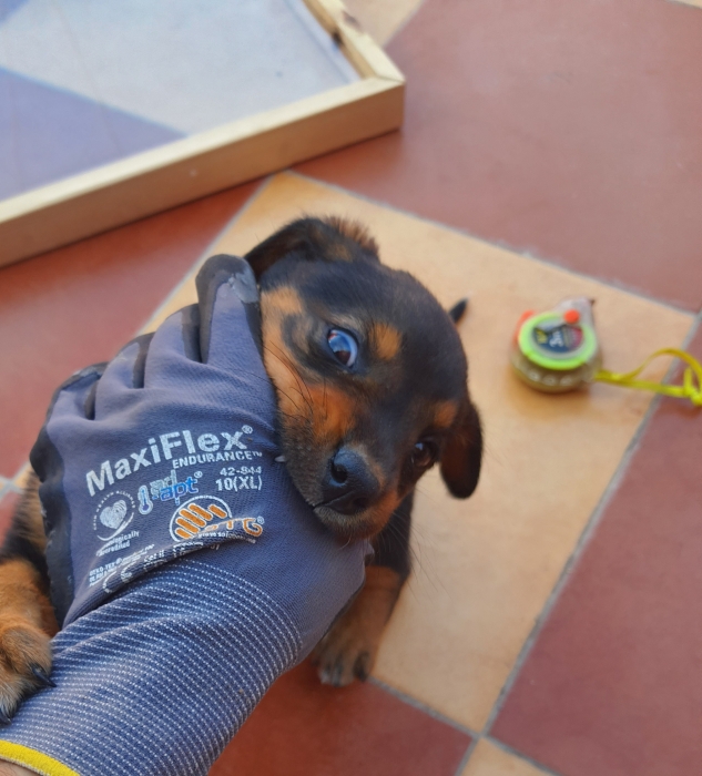 Rottweiler for adoption