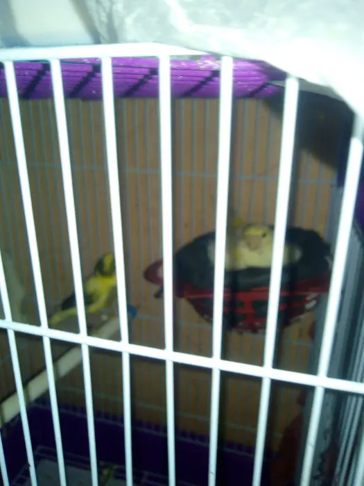 2 couple canari avec bid oiseau