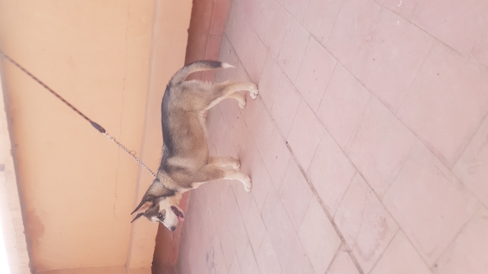 husky mal 2 moi vacciner