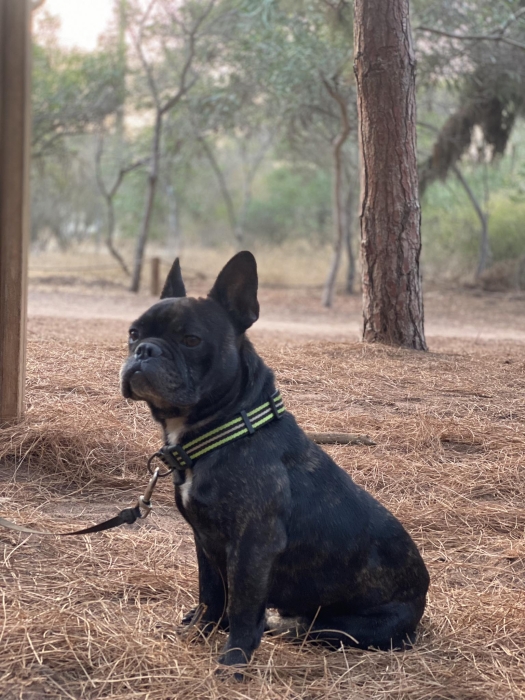 bulldog français