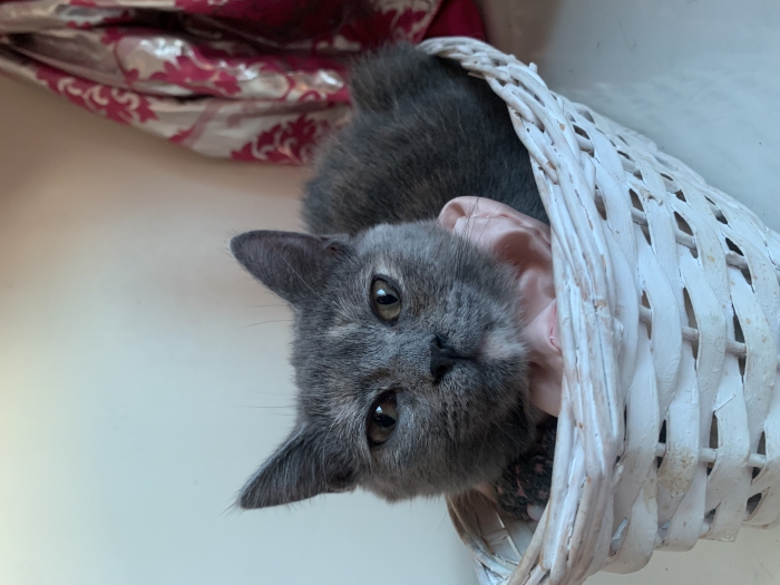 Adoption chat British mixe