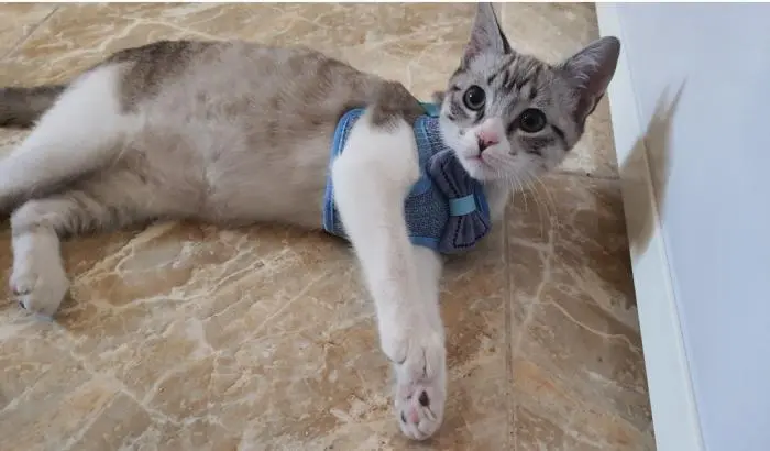 Adorable chat à vendre