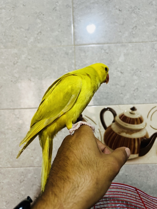 Perruche à collier eam