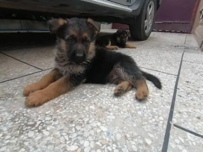 Chiots berger allemand