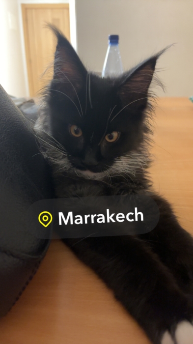 Chaton Maine Coon Black Smoke