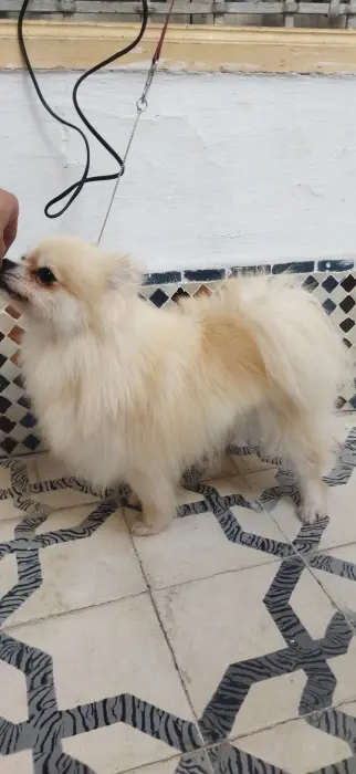 Chiots Spitz Pomeranian