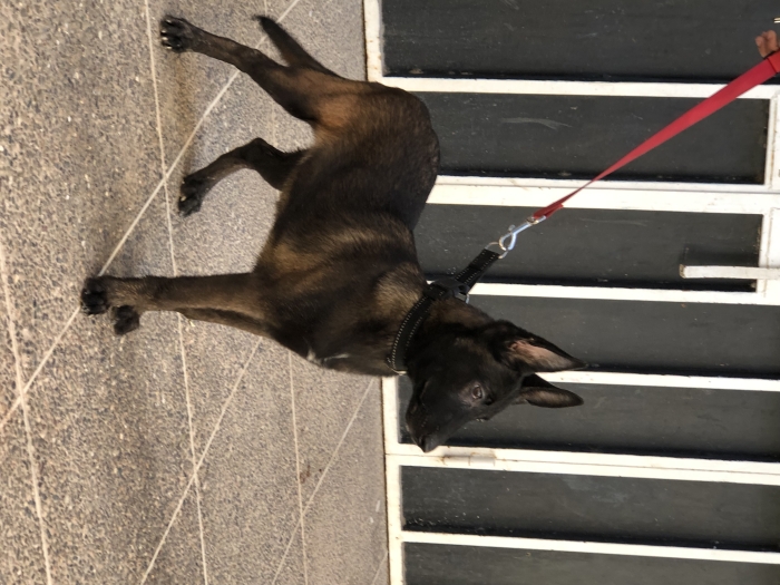 Une femmelle malinois pure race d’un pere pedegree