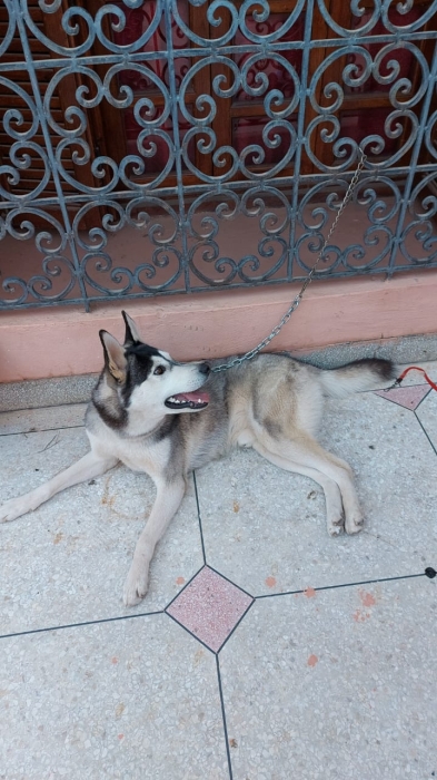 Husky à vendre