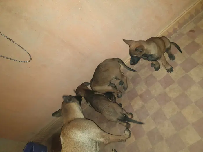 Chiot malinois charbonné