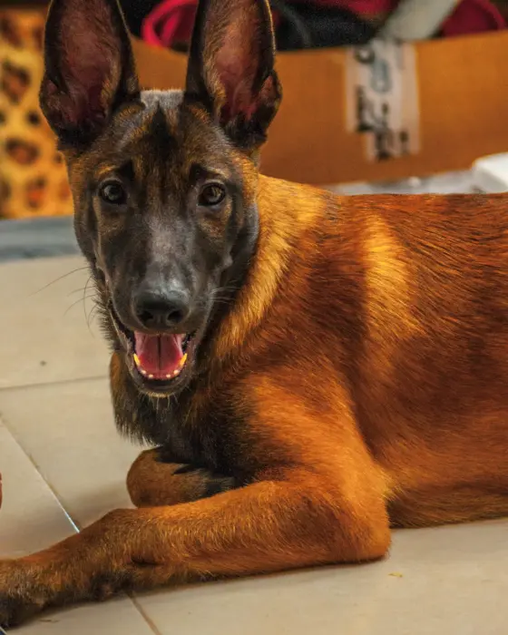 malinois charbonée