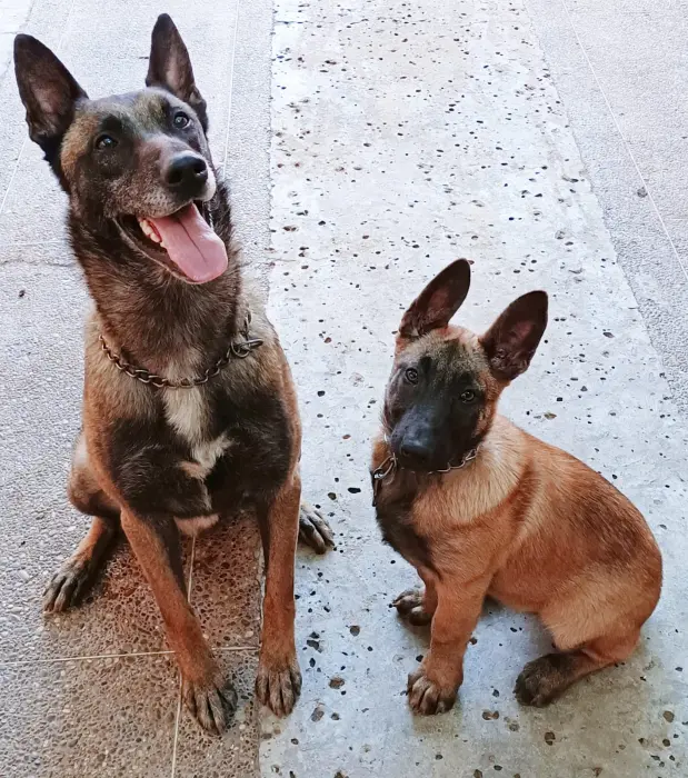 chiots malinois charbonner