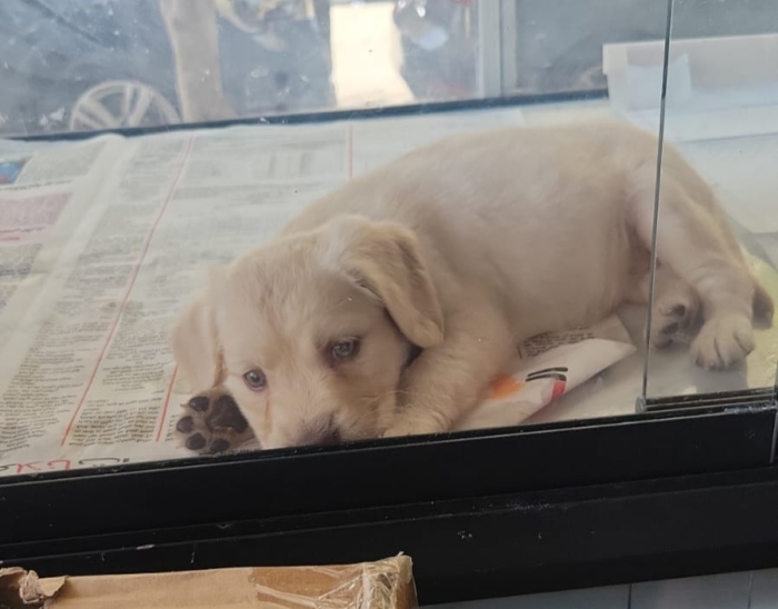 Golden retriever pure race