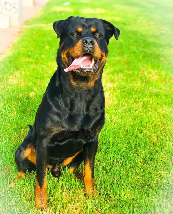 Rotweiller