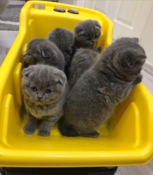 Scottish fold femelle