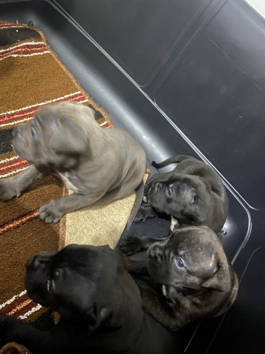 Super chiots cane corso race pure
