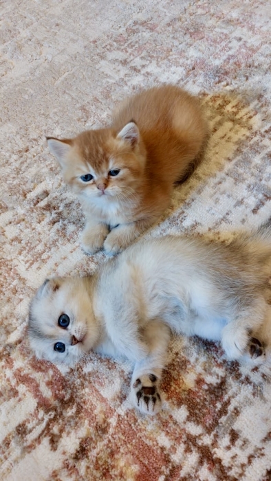 Scottish Golden Mâle