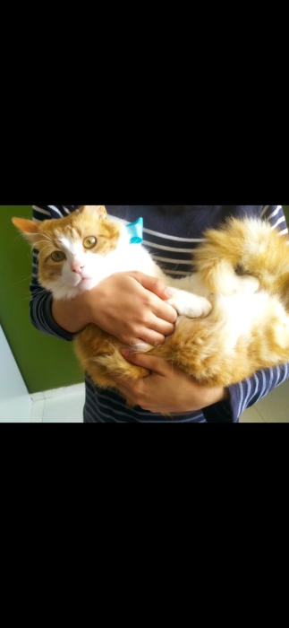 Magnifique chat Norvégien roux pour adoption