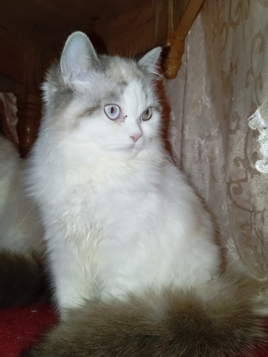 Chat persan chinchilla