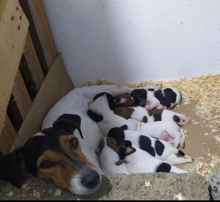 Jack Russell Terrier