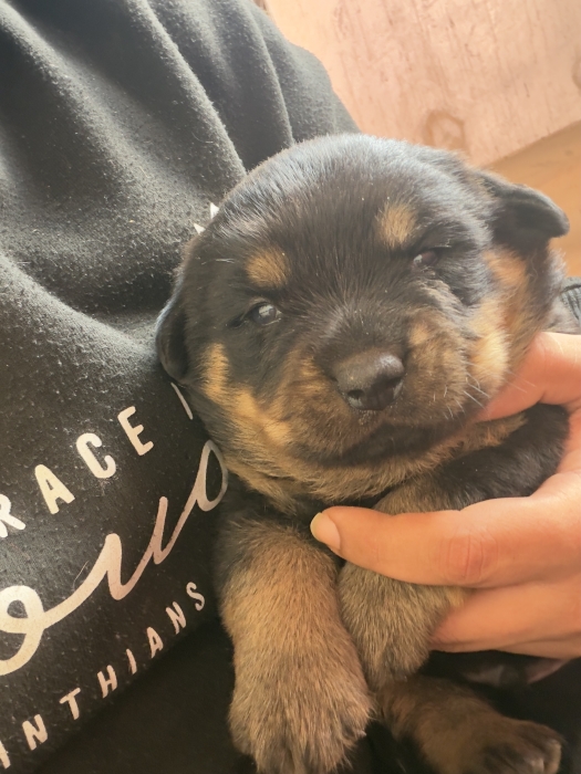 Rottweiler puppies