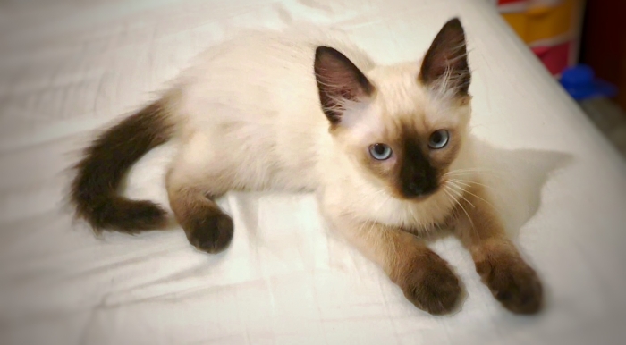 Adorable Chatonne siamois