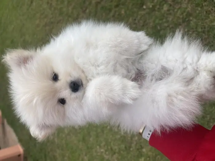 Spitz Pomeranian allemand