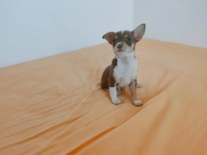 Chiots Chihuahua Toy