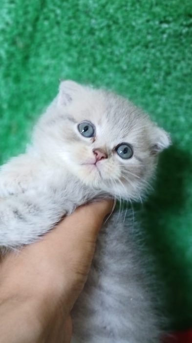 Scottish fold pure