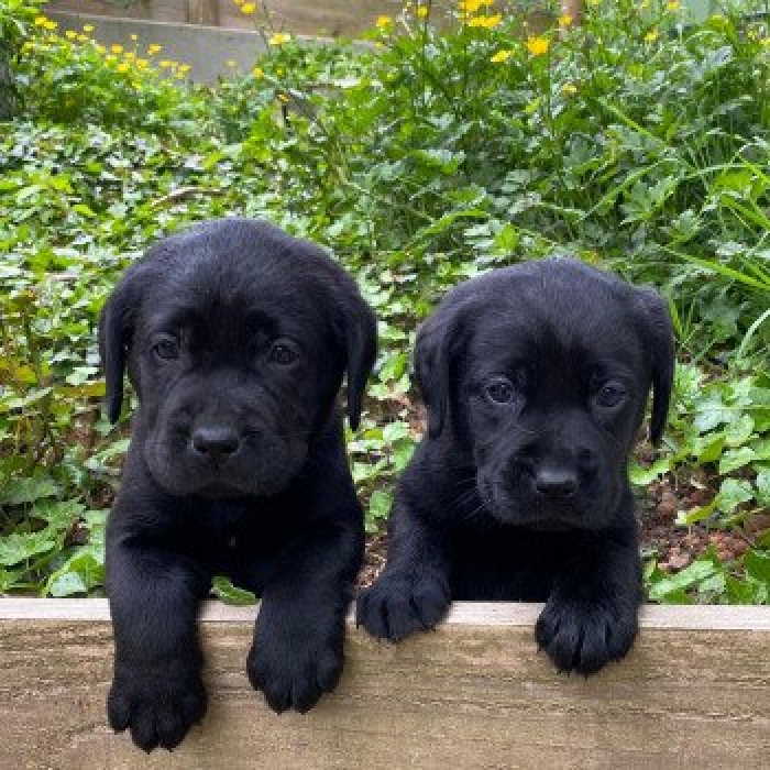 Labrador Noir/ Chocolat 🍫