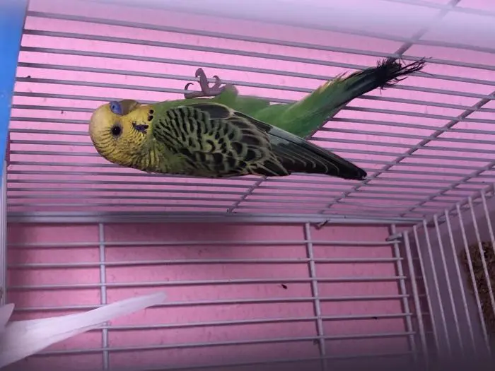 Avendre Peruch Adulte 3 male