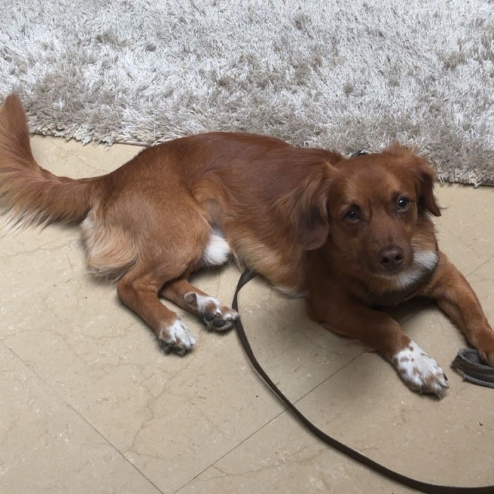 Chien à vendre occasion à ne pas rater