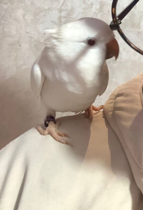 Quaker Femelle Albino - Dresser avec ADN