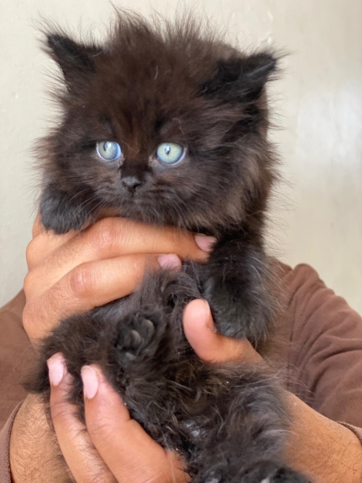 Chaton Shirazi noir