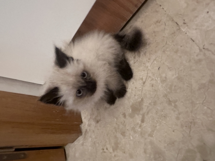 Chaton siamois himalayen