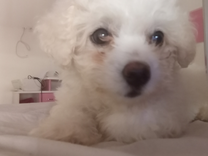 Chien bisson a vendre