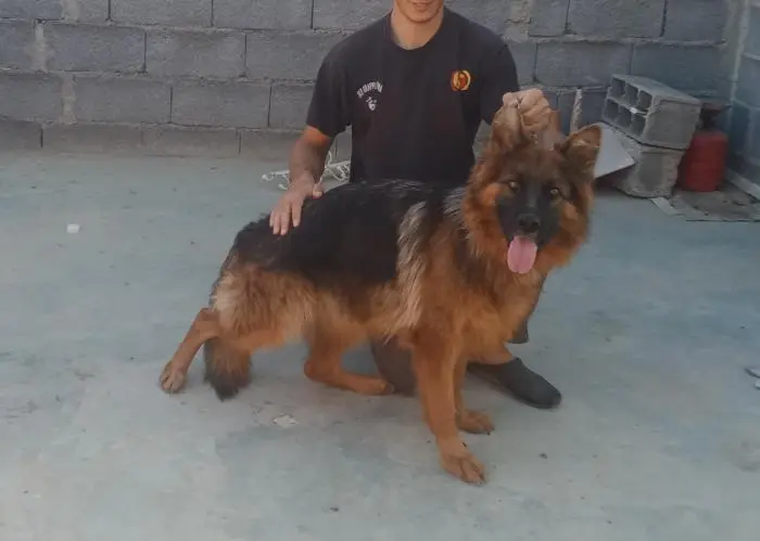 Berger Allemand Poil Long