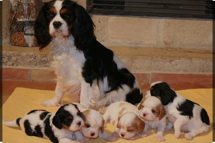 Cavalier King Charles